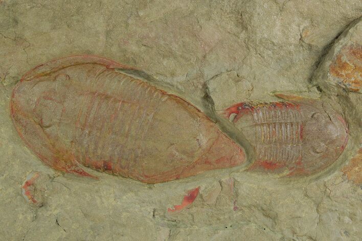 Rare, Kierarges Trilobites - Fezouata Formation #347275